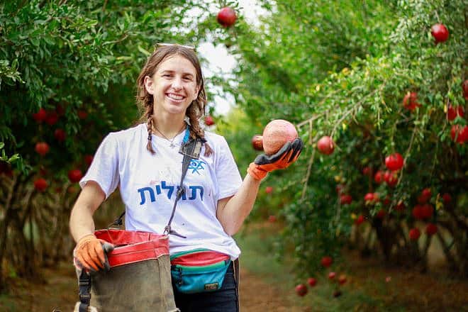 Melissa Liberson, one of Birthright’s first volunteers to Israel this winter. Volunteers helped pick orchard fruit on Moshav Zrahia, one of many communities affected by Hamas's Oct. 7 terrorist attack. Credit: Courtesy of Taglit-Birthright Israel.