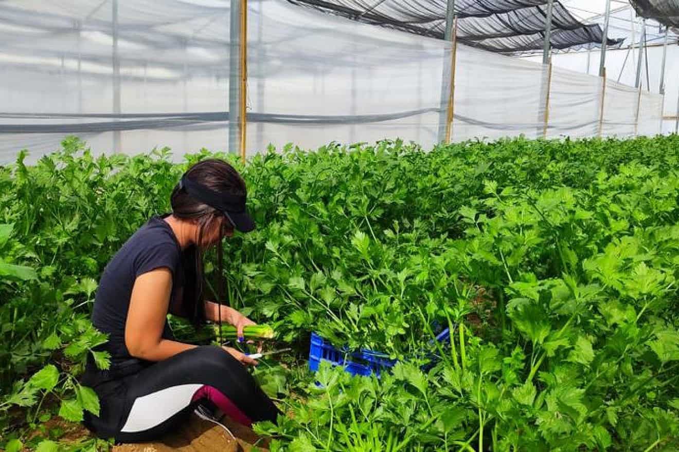 A volunteer helps with the harvest at the Yemini farm at Moshav Mavki’im, near the Gaza Strip, Nov 6, 2023. Photo by Keren Perelman/TPS.