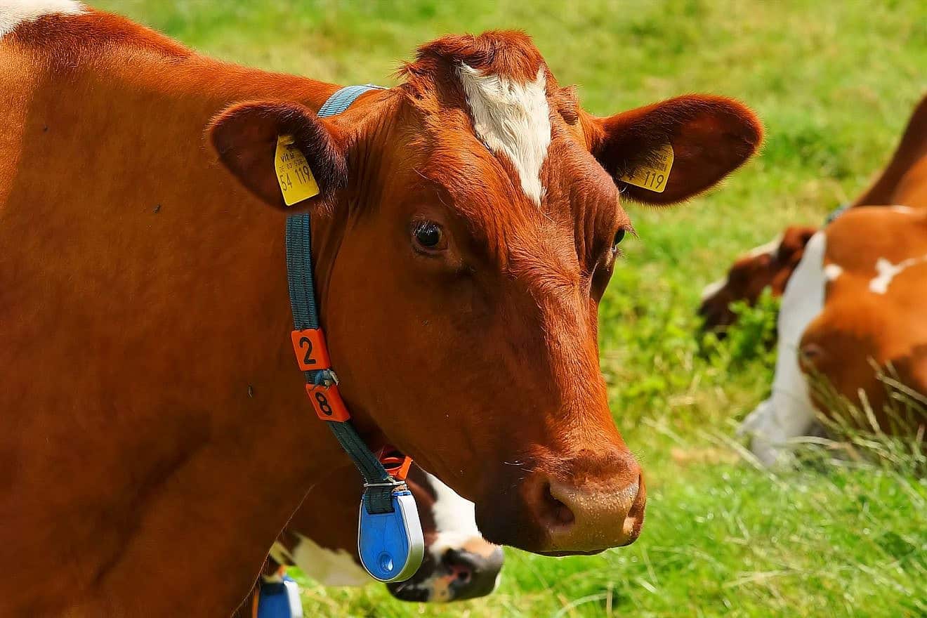 Cow. Credit: Pixabay/Kapa65.