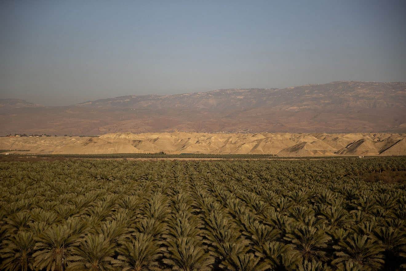View of a date palm field near Moshav Petza'el in the Jordan Valley, Feb. 14, 2021. Photo by Yonatan Sindel/Flash90.