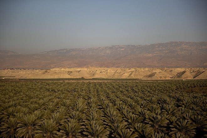 View of a date palm field near Moshav Petza'el in the Jordan Valley, Feb. 14, 2021. Photo by Yonatan Sindel/Flash90.