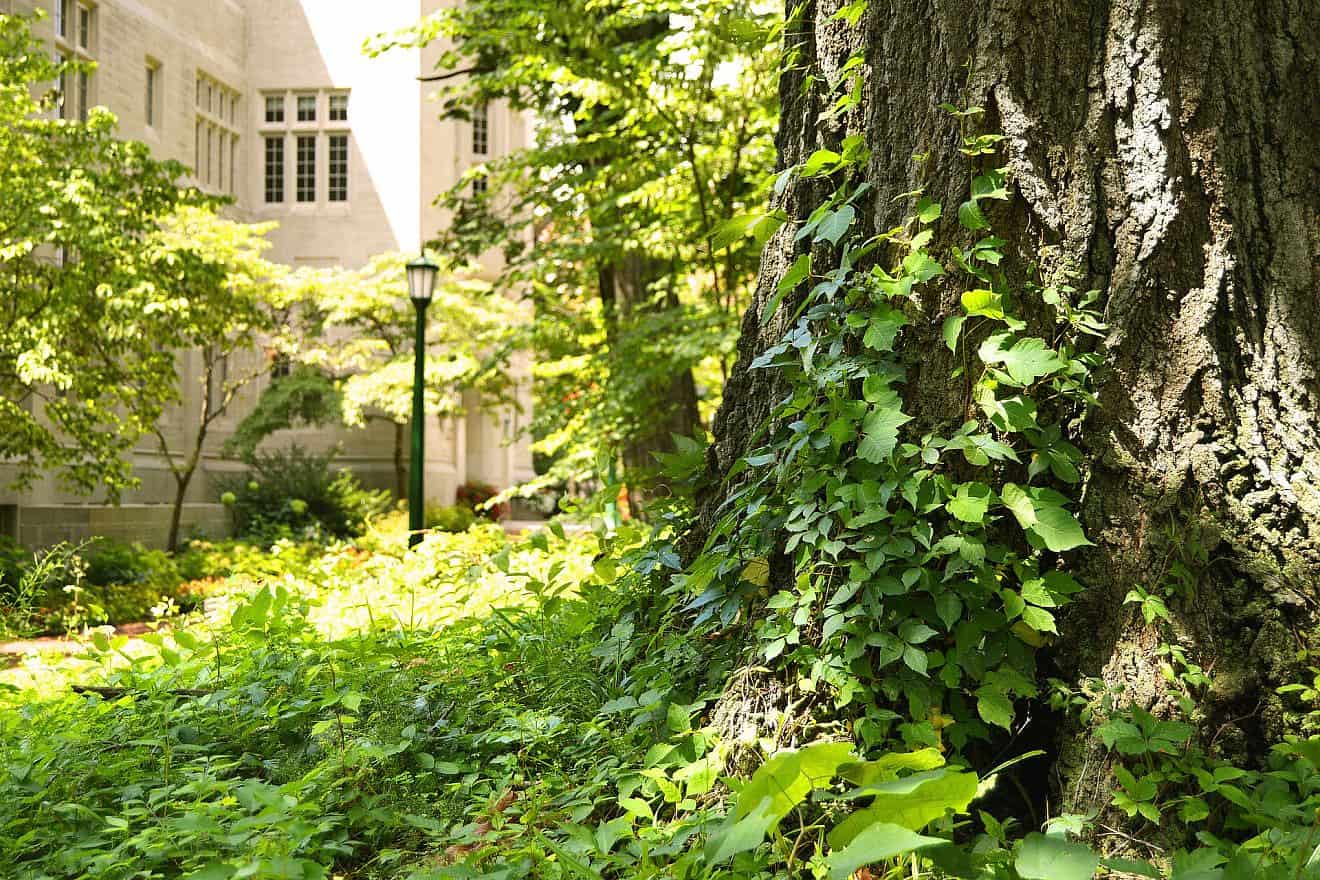 University campus. Credit: Islandworks/Pixabay.
