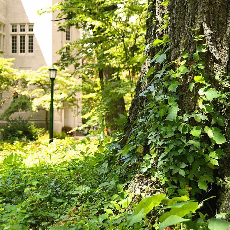 University campus. Credit: Islandworks/Pixabay.