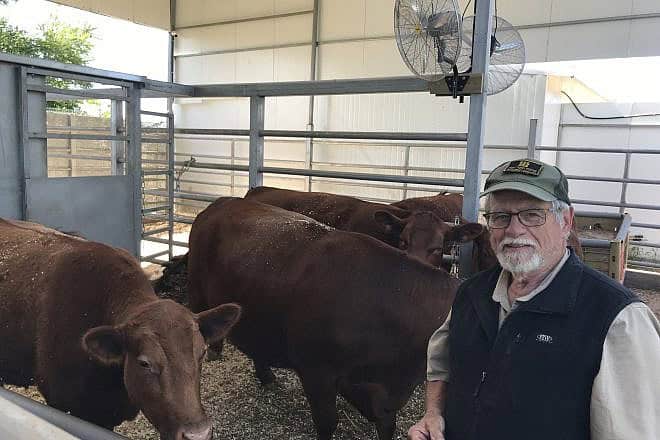 Indiana farmer Larry Borntrager tends to the red heifers in Shiloh, Samaria, on May 18, 2024. Credit: Courtesy.