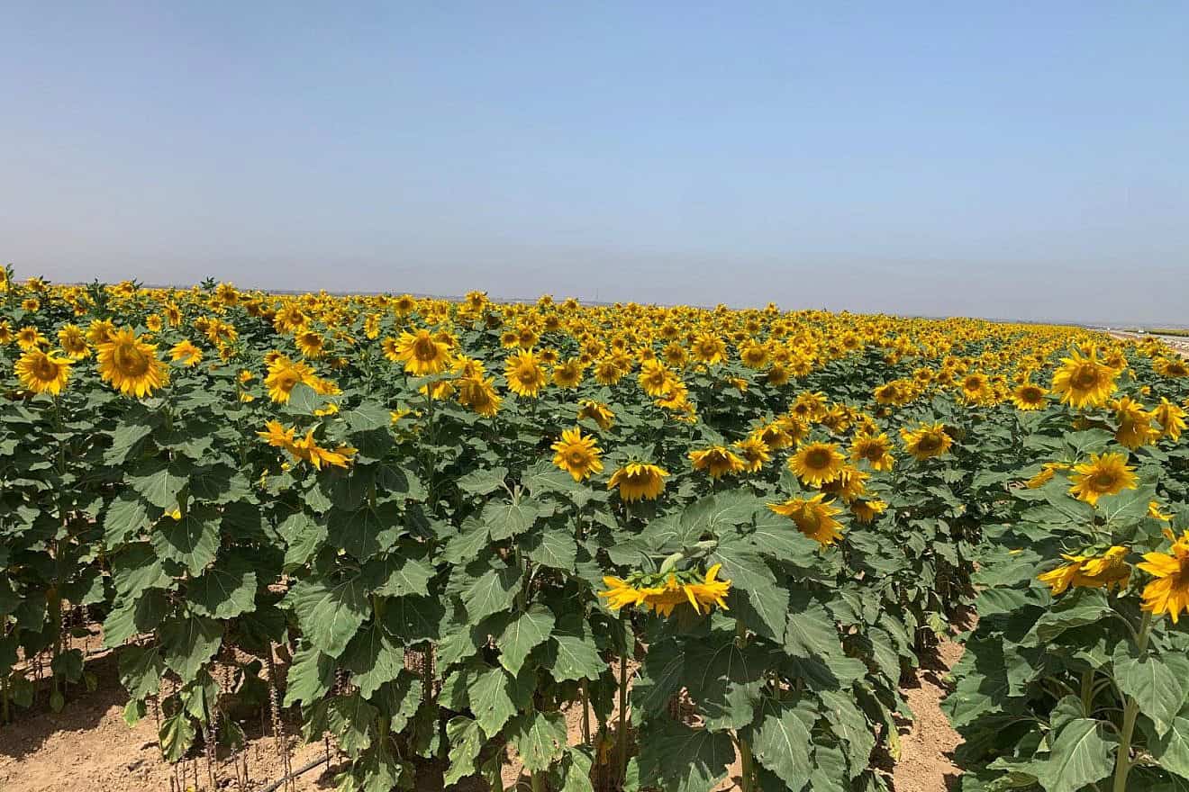 A field of sunflowers in the Gaza Envelope in southern Israel, May 17, 2024. Photo by Alon Blum.