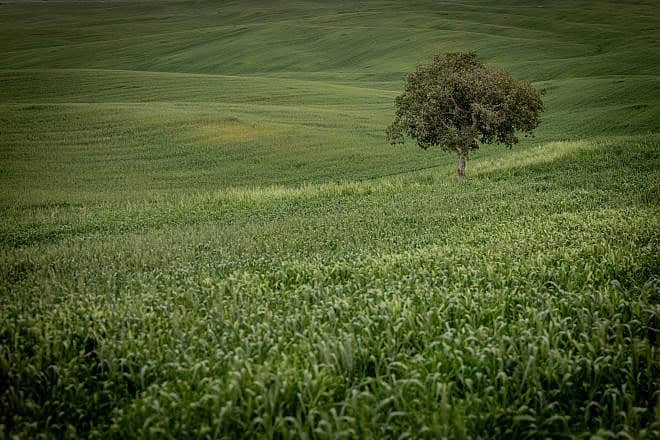 A tree in a field in Ruhama Badlands in southern Israel on March 3, 2024. Photo by Chaim Goldberg/Flash90.