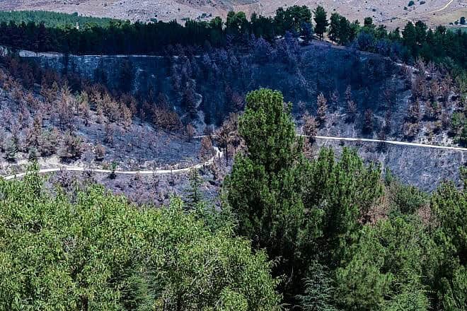 The damage caused to the Biriya Forest in northern Israel following missile attacks from Lebanon, July 10, 2024. Photo by Avshalom Sassoni/Flash90.
