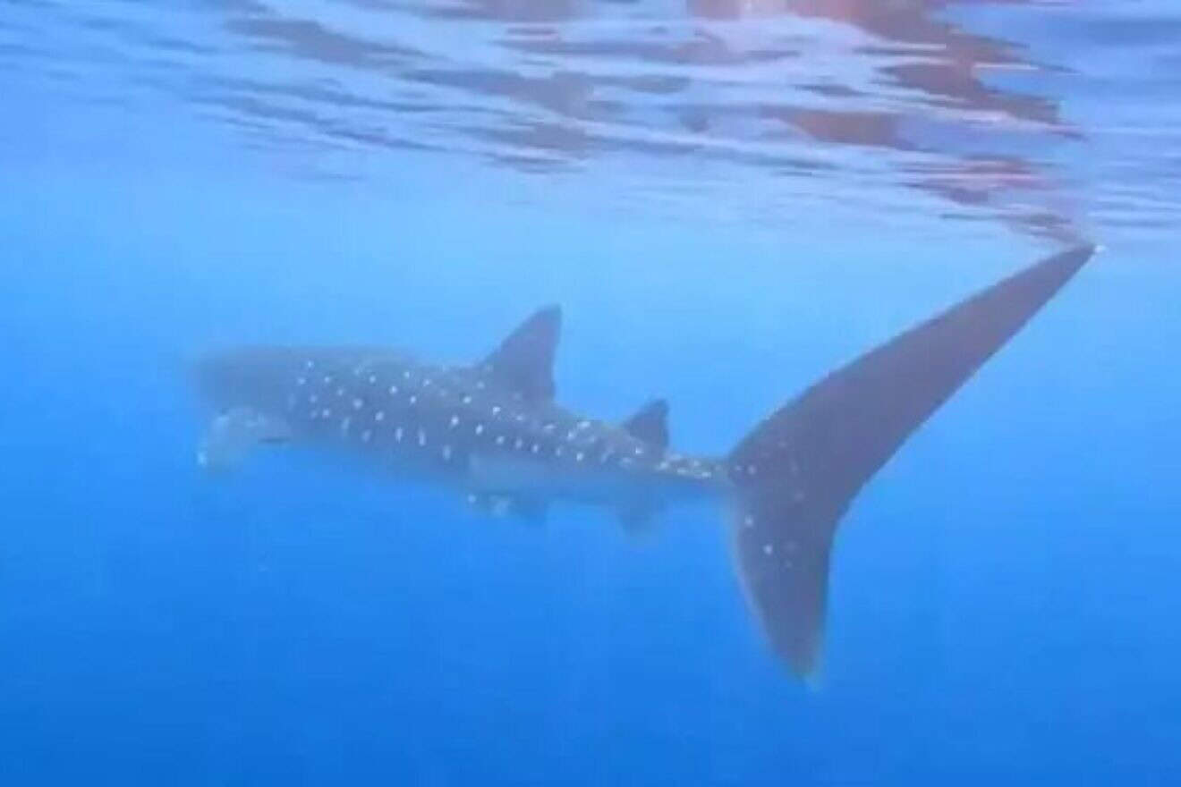 A whale shark near the Red Sea resort city of Eilat. Photo by Sagi David Kabra/Freedive Eilat.