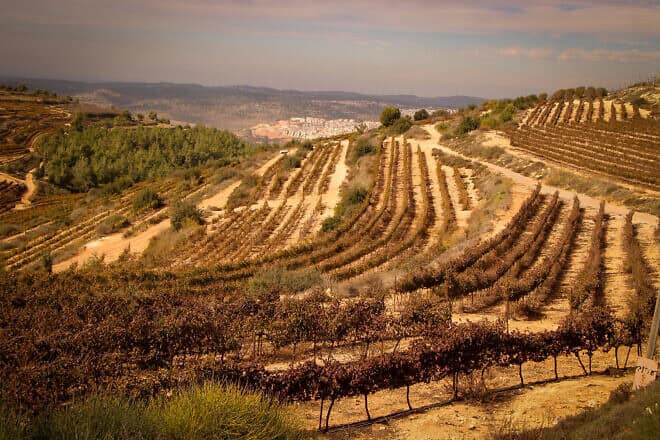 Vineyards outside the Jewish town of Alon Shvut in Gush Etzion, Judea, Nov. 24, 2020. Photo by Gershon Elinson/Flash90.