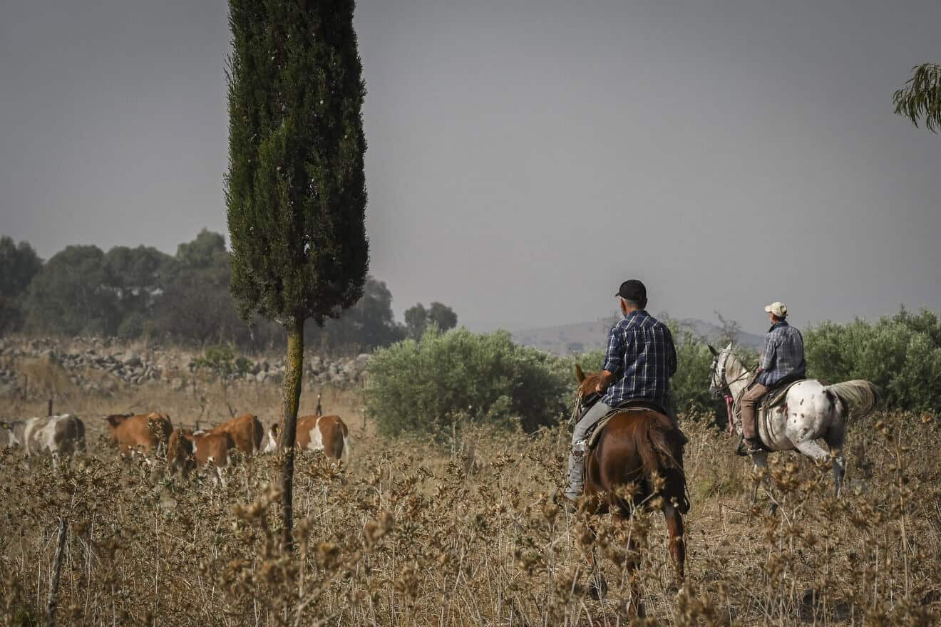 A team of cattle growers seen corralling a heard of cows back to their ranch near Moshav Aniam in the Golan Heights after an attack from Hezbollah in Lebanon caused massive fires in northern Israel, July 5, 2024. Photo by Michael Giladi/ Flash90.