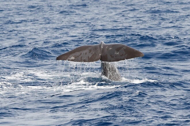 A research team led by Aviad Scheinin at the University of Haifa documents the longest journey of a sperm whale to date. Photo by Kim Kobo/Morris Kahn Marine Research Station, University of Haifa.