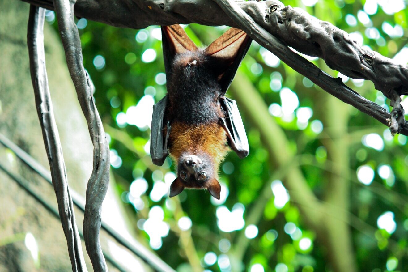A bat hanging from a tree. Credit: Worldbycap/Pixabay.