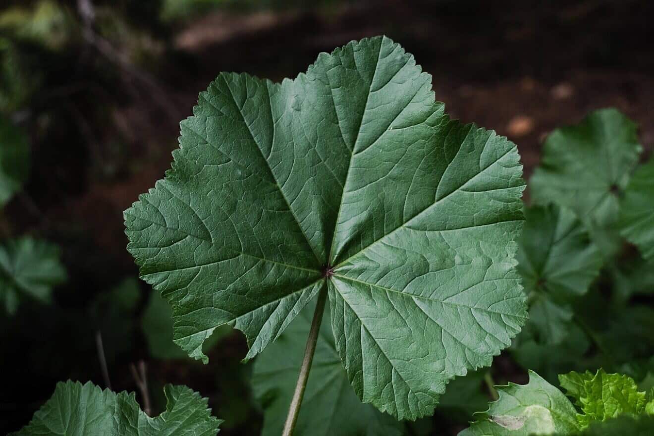 In Israel, the mallow leaf grows abundantly in response to the first winter rains. Credit: dimitrisvetsikas1969/Pixabay.