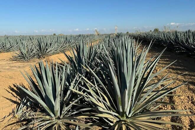 Blue agave growing in Israel's Negev Desert. Credit: Hananya Naftali.