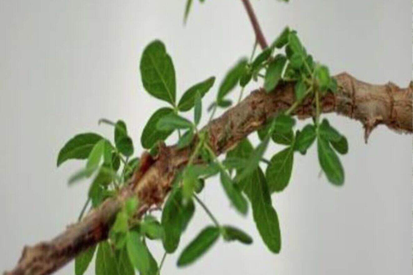 Leaves showing fine hairs at 12 years. Photo courtesy of Guy Eisner.