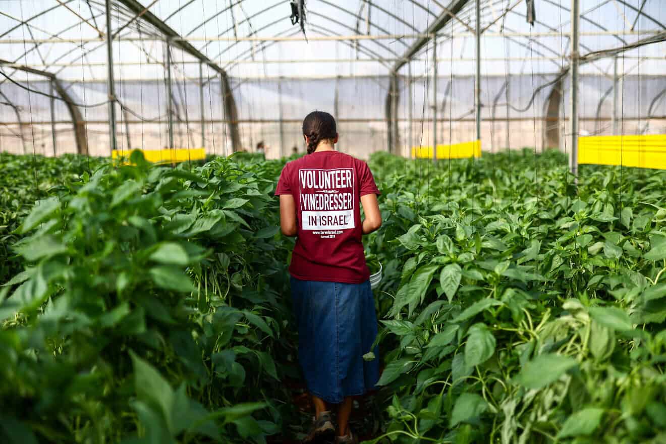 A volunteer at a pepper harvest in moshav Hamra on Nov. 9, 2023. Photo by Dor Pazuelo/Flash90.