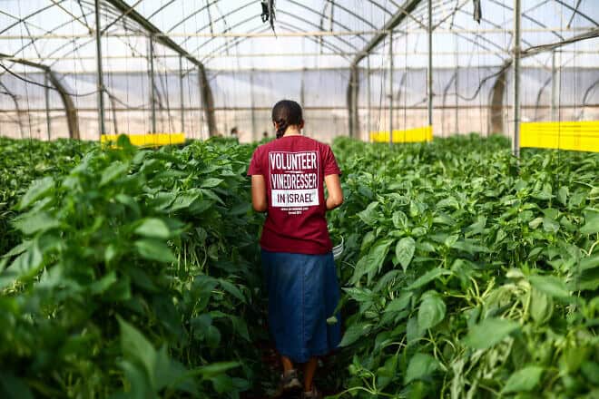 A volunteer at a pepper harvest in moshav Hamra on Nov. 9, 2023. Photo by Dor Pazuelo/Flash90.