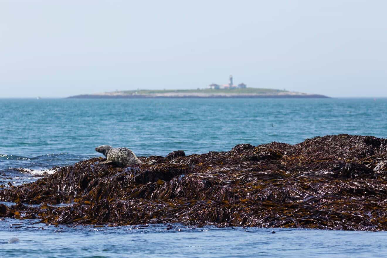 Machias Seal Island. Melissa McMasters via Wikimedia Commons.