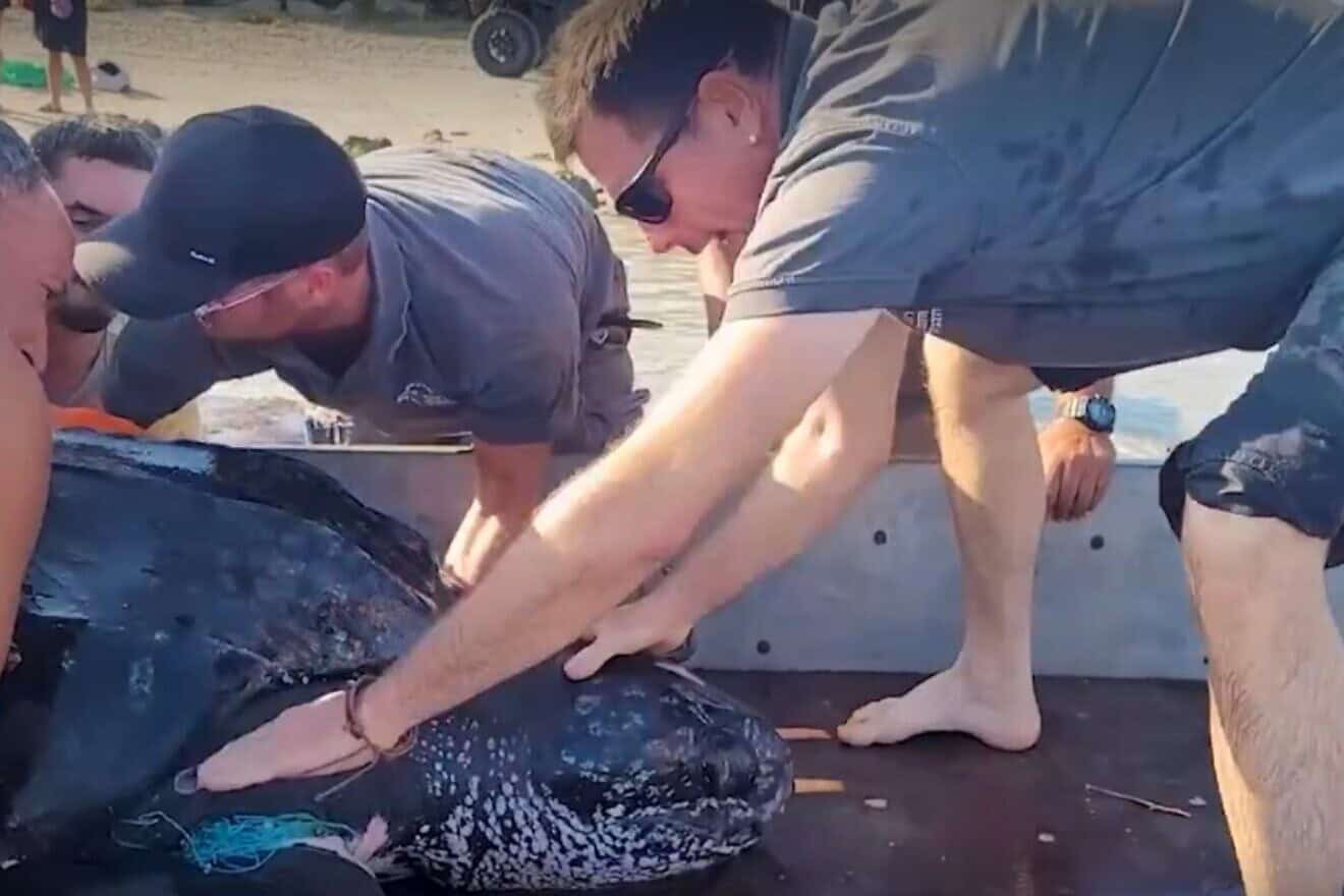 Rare 600-pound sea turtle rescued in northern Israel - JNS.org