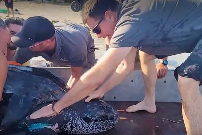 INPA workers loading a leatherback sea turtle onto a trailer on Tel Dor Beach, Israel on Oct. 9, 2024. Photo courtesy of INPA.