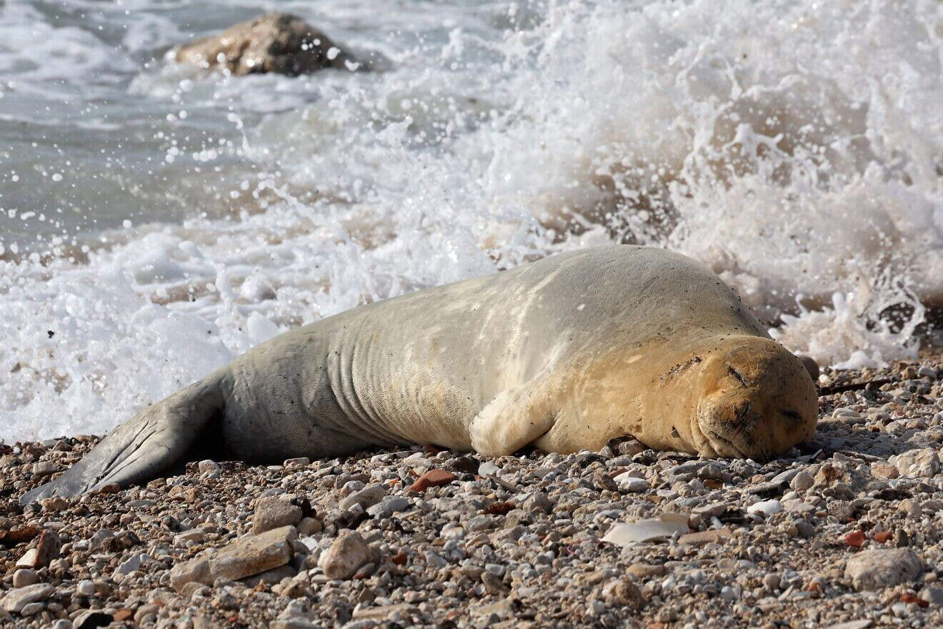 A Mediterranean Monk seal, a species considered critically endangered, lies on the seashore in Tel Aviv, on May 13, 2023, in a first on an Israeli beach according to the country's Nature and Parks Authority. Photo by Jack Guez/AFP via Getty Images.