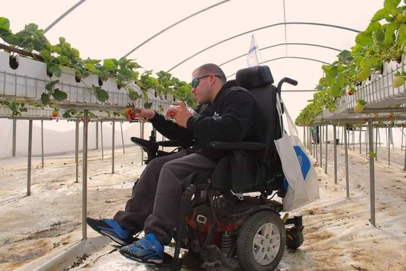 ADI Negev-Nahalat Eran’s inclusive gardening team harvests a crop of organic and insect-free strawberries on the annual International Day of Persons with Disabilities, Tuesday, Dec. 3, 2024. Credit: ADI.