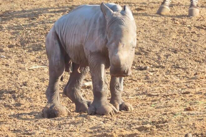 Re’i. Credit: Ramat Gan Safari/Facebook.