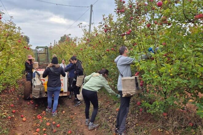 Volunteers in Moshe Weinstein's apple orchard in the Galilee panhandle. Credit: HaShomer HaChadash.