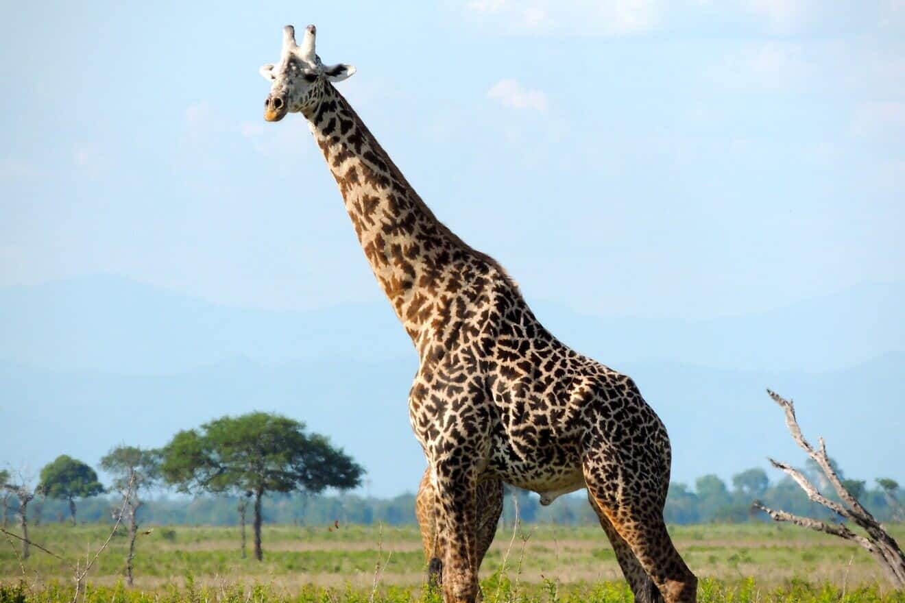 A Masai giraffe, Tanzania's national animal, in the Serengeti, Jan. 12, 2013. Credit: David Sluka/Pixabay via Wikimedia Commons.