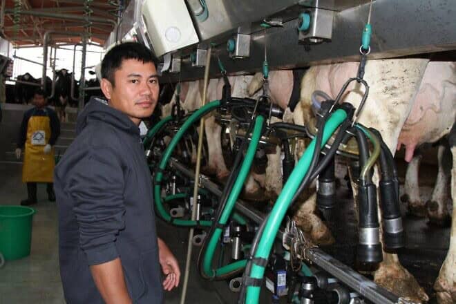 Korawit Kaeokoed milking cows at Kibbutz Alumim, near the Gaza Strip, Jan. 22, 2025. Photo by Rafi Babayan.