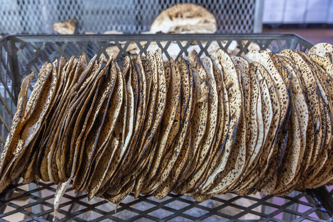 Shmurah matzah baked in Kfar Chabad, in central Israel, for Passover, March 25, 2025. Credit: Yossi Aloni/Flash90.