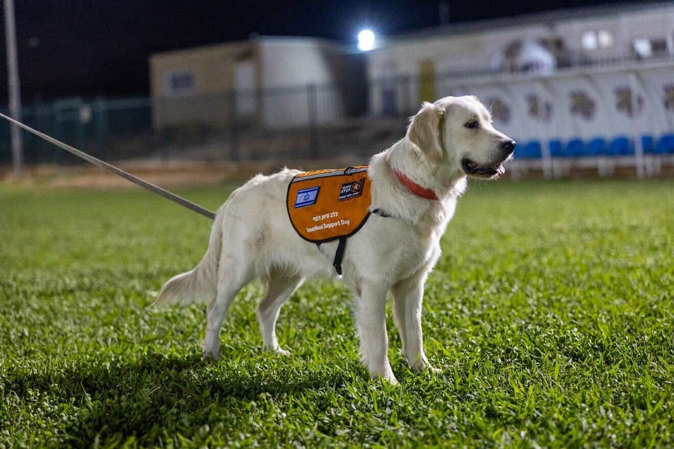 An emotional support dog, part of the United Hatzalah's Psychotrauma Canine Unit, March 11, 2025. Credit: United Hatzalah.