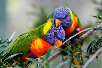 Lorikeet parrots seen at the Jerusalem Biblical Zoo on July 2, 2013. Photo by Miriam Alster/Flash90.