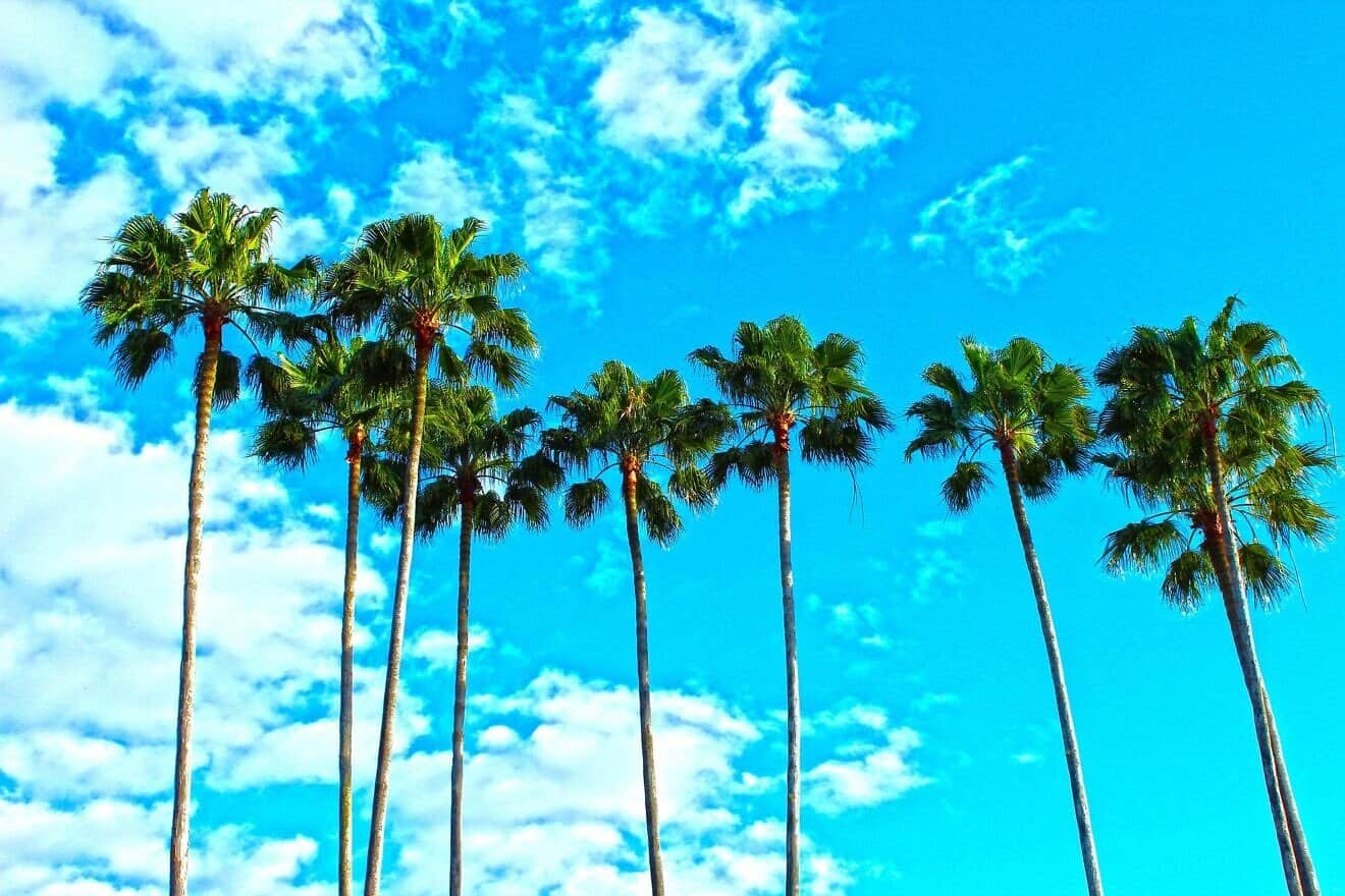 Palm trees in Florida. Credit: Pixabay.
