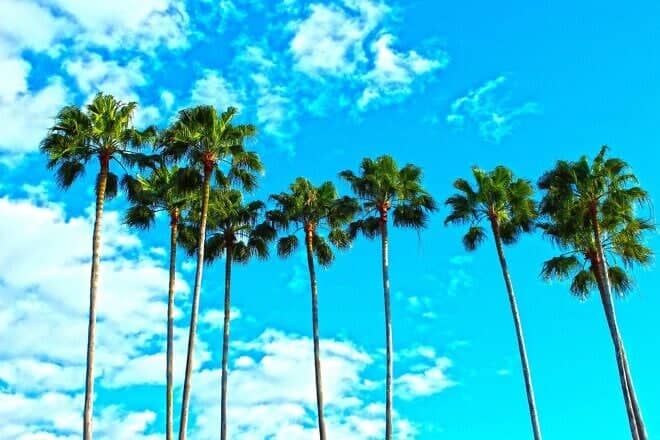 Palm trees in Florida. Credit: Pixabay.