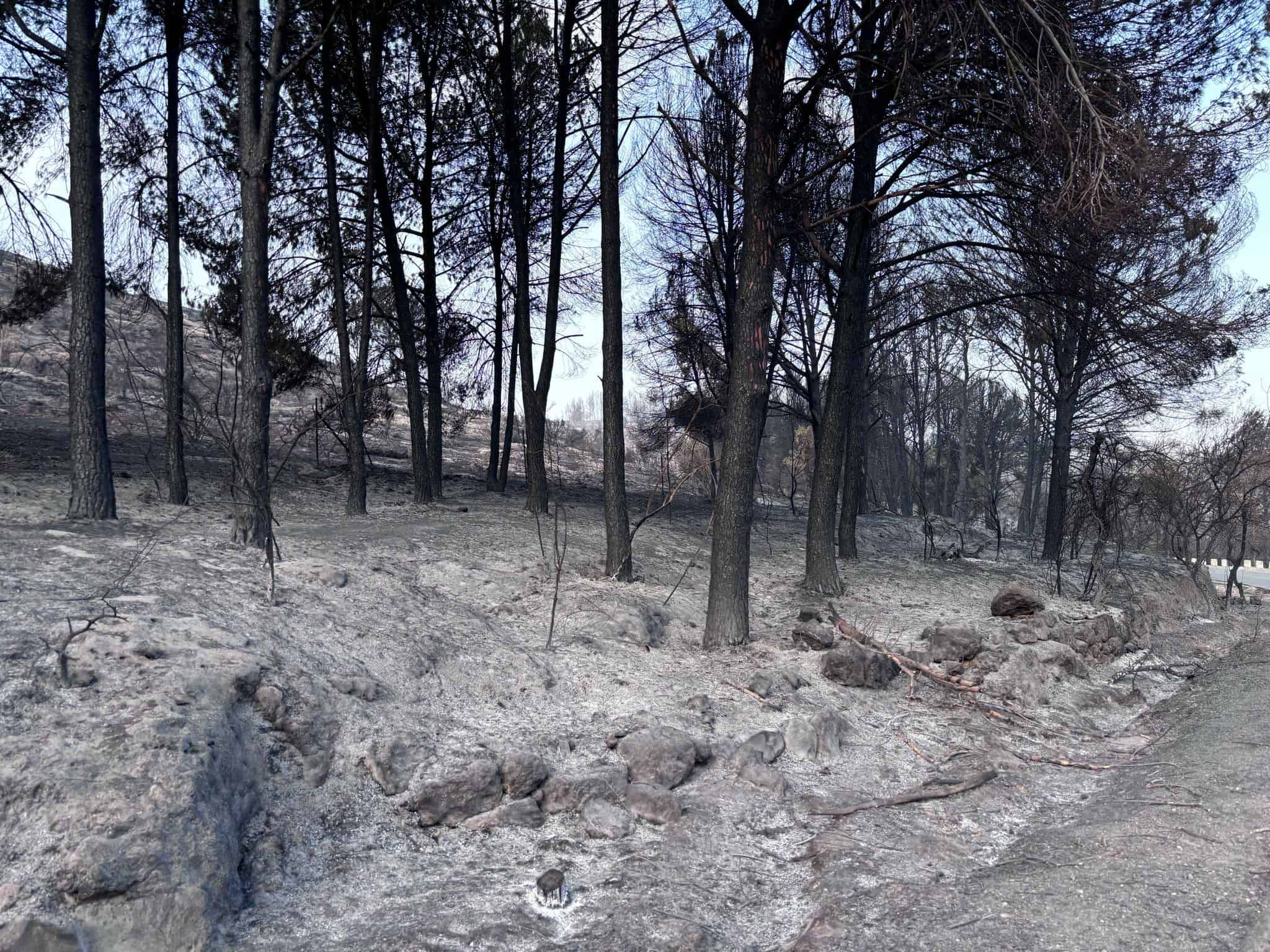 KKL-JNF Report on Damage to Israeli Forests Due to War
