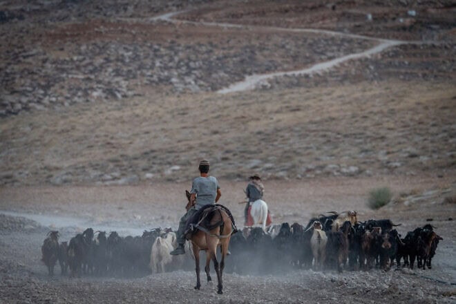 Jewish shepherds herd their sheep near an outpost in Judea and Samaria on June 29, 2025. Photo by Chaim Goldberg/Flash90.
