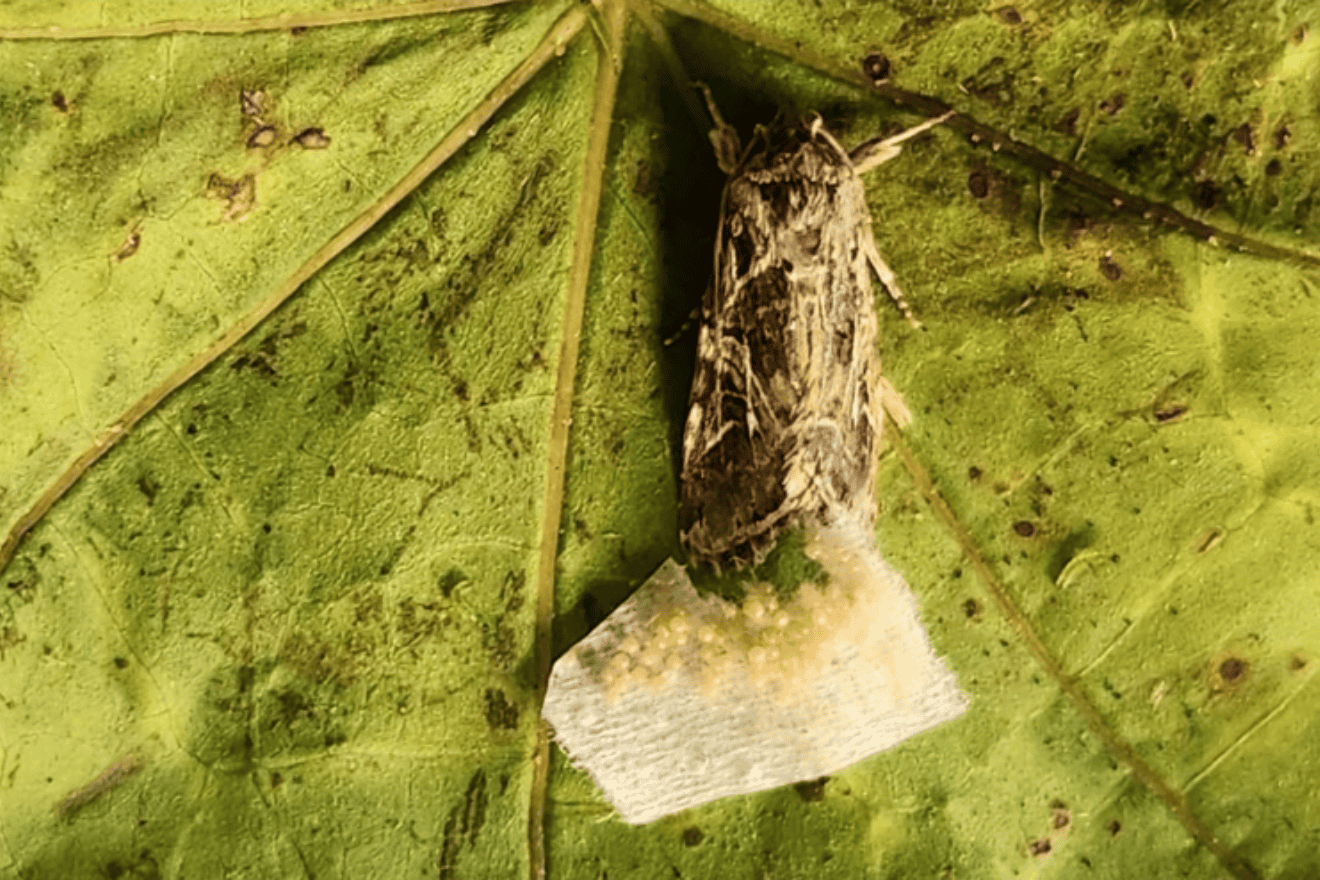 A female moth lays her eggs on a leaf. Credit: Tel Aviv University.