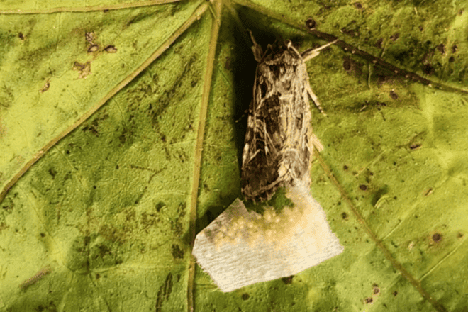 A female moth lays her eggs on a leaf. Credit: Tel Aviv University.