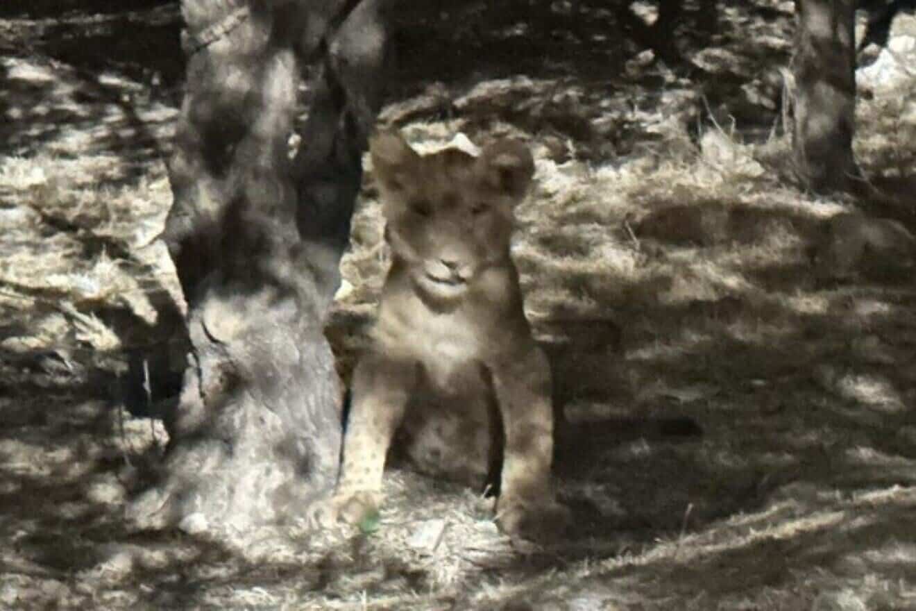 A lion cub rescued by Israeli authorities from a Palestinian village near Jerusalem on July 26, 2025. Credit: The Israel Nature and Parks Authority.
