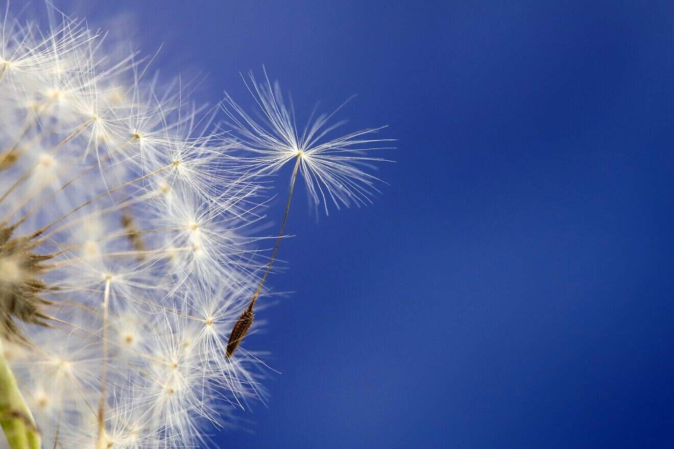 Dandelion. Credit: HeungSoon/Pixabay.