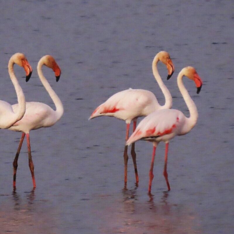 Flamingos at Hula Lake, Israel, 2025. Credit: Inbar Shlomit Rubin, KKL-JNF.