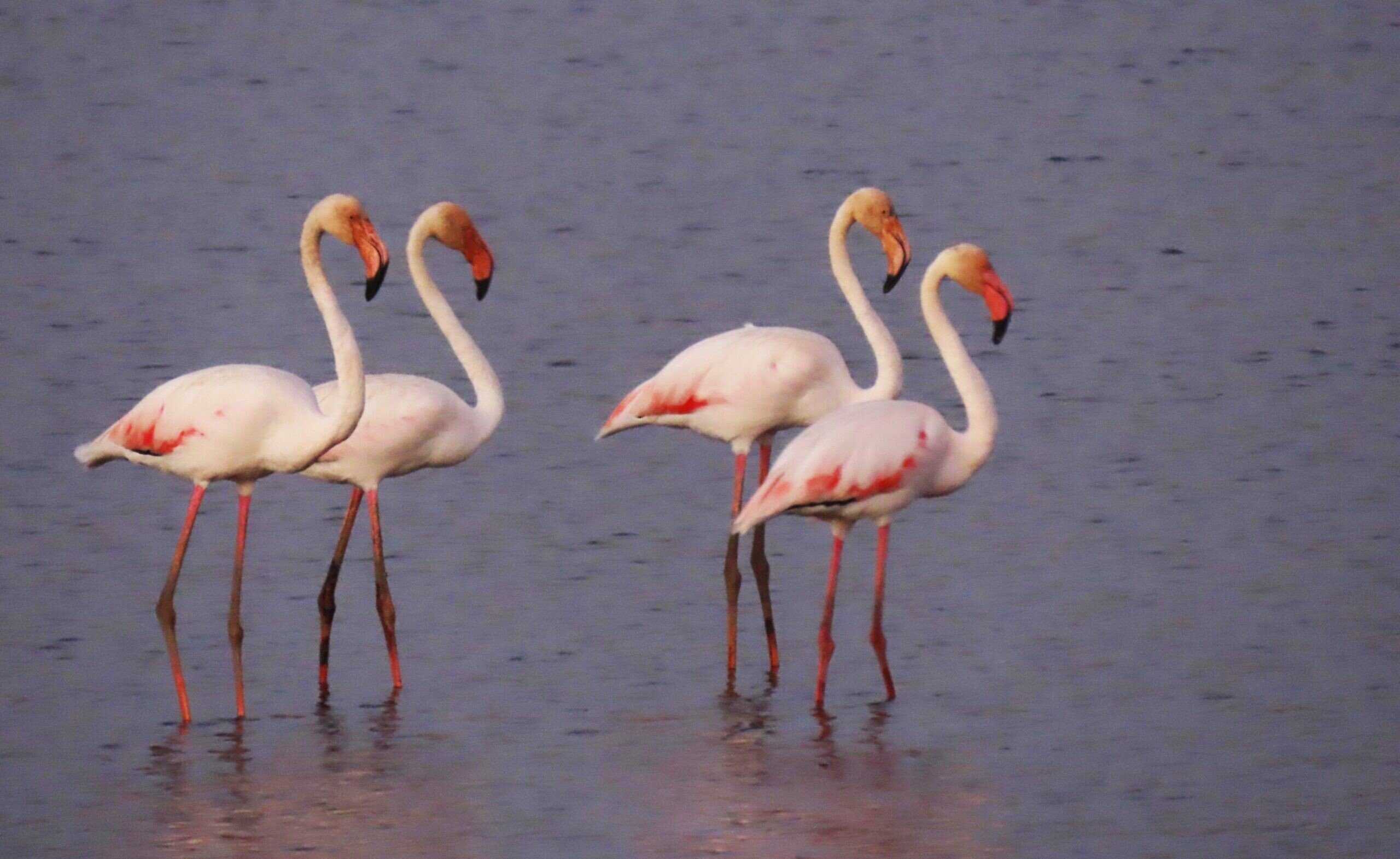 Flamingos, Hula Lake