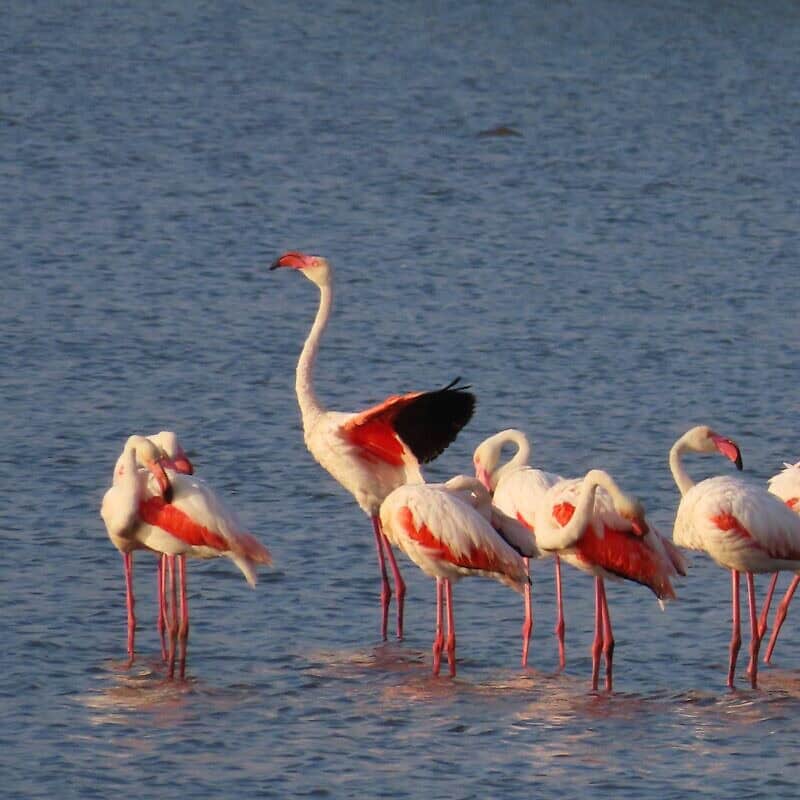 Flamingos at Hula Lake, Israel, 2025. Credit: Inbar Shlomit Rubin, KKL-JNF.