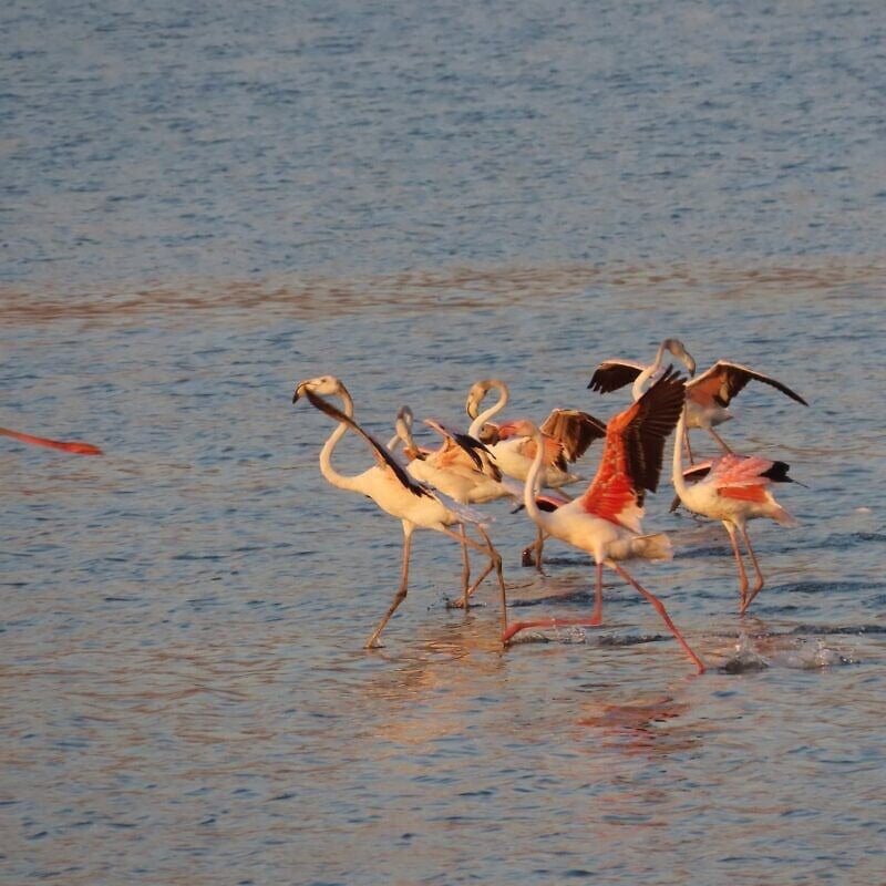 Flamingos at Hula Lake, Israel, 2025. Credit: Inbar Shlomit Rubin, KKL-JNF.