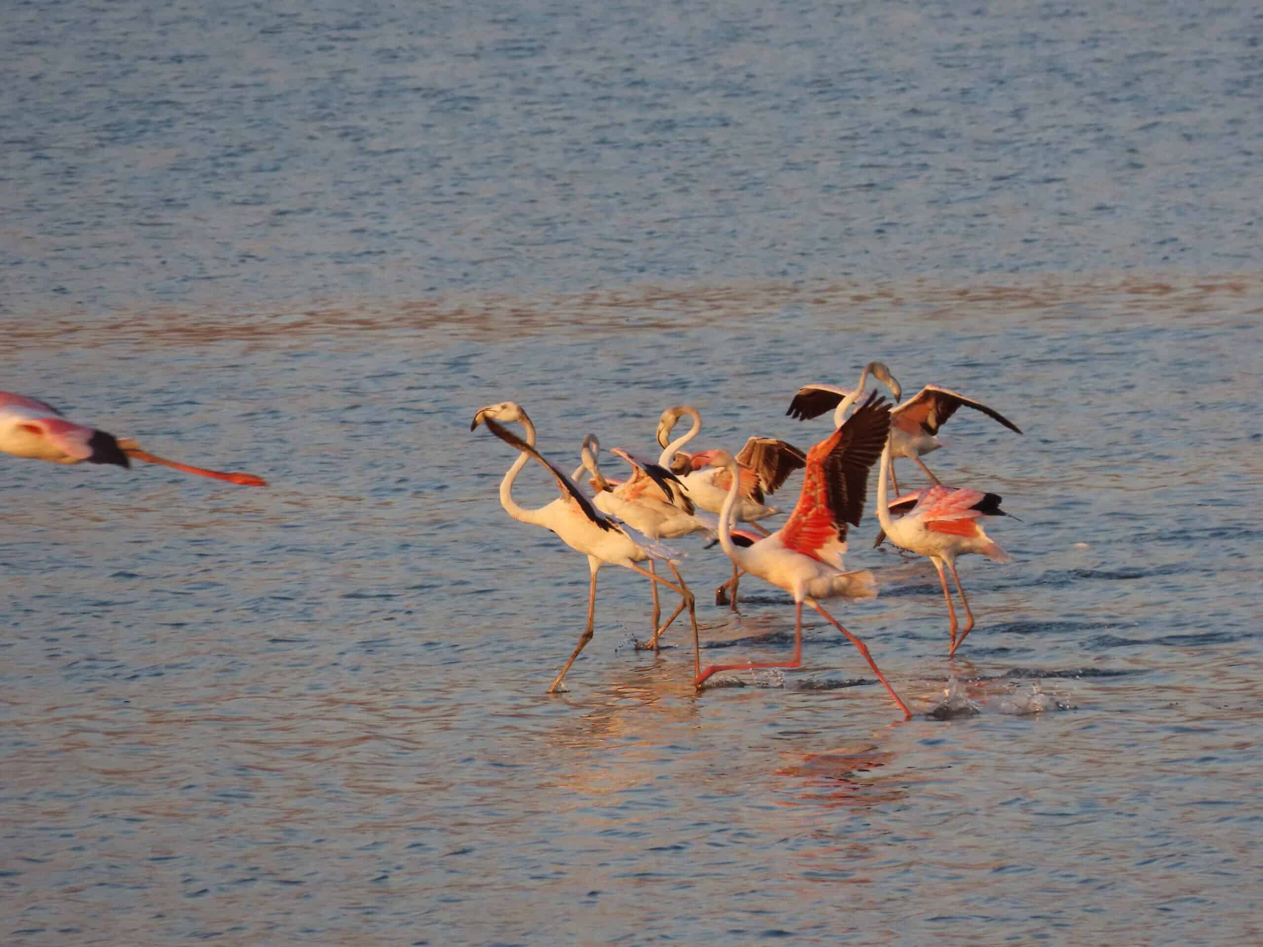 Flamingos, Hula Lake