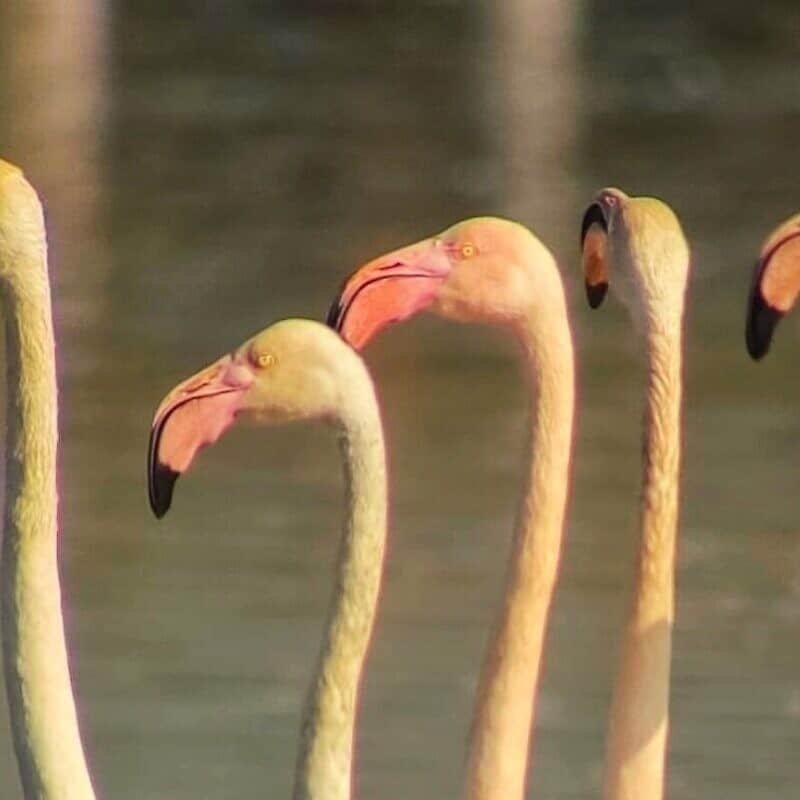 Flamingos at Hula Lake, Israel, 2025. Credit: Inbar Shlomit Rubin, KKL-JNF.