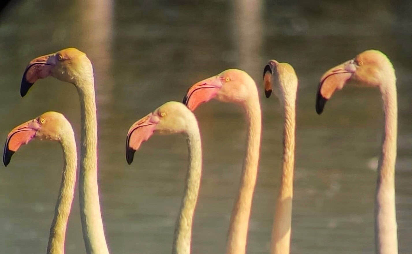 Flamingos, Hula Lake