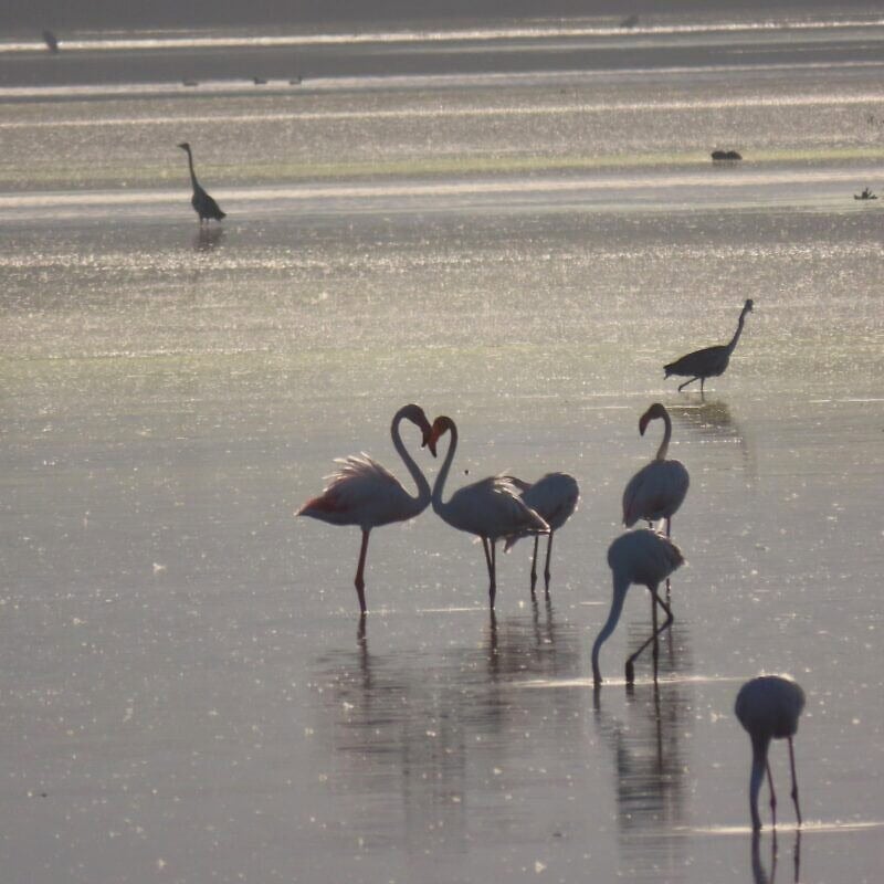 Flamingos at Hula Lake, Israel, 2025. Credit: Inbar Shlomit Rubin, KKL-JNF.