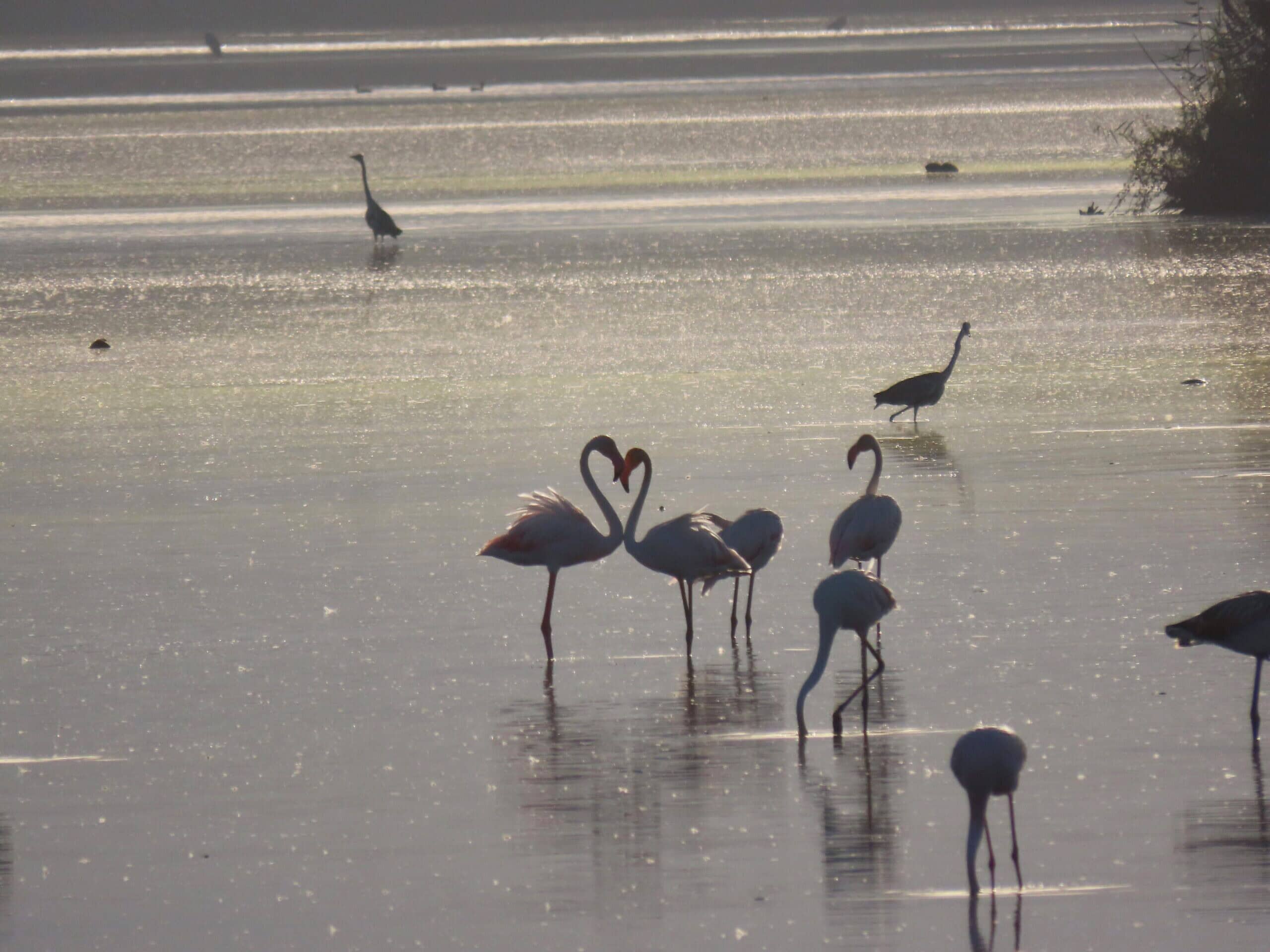 Flamingos, Hula Lake